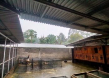 Polres Minahasa Lambat Dalam Penuntasan Kasus Diduga Oknum Anggota Backup Kasus Pencurian Ayam